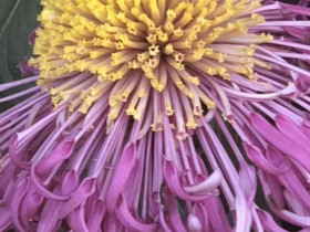 美国可能会禁止VIE架构公司在美国上市