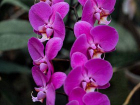 新冠疫情之下外资企业需重点关注的几个劳动人事问题 Several Labor and Personnel Issues to be focused on by FIEs during Novel Coronavirus Pneumonia Epidemic